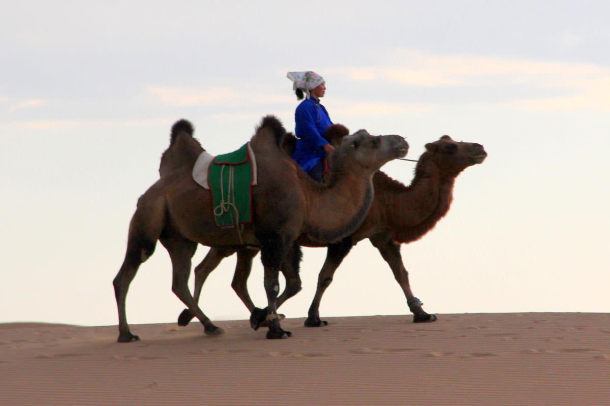 Camel Festival