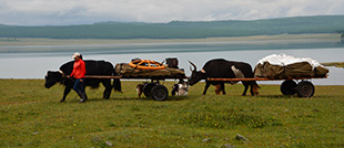 Horse trip around khuvsgul lake