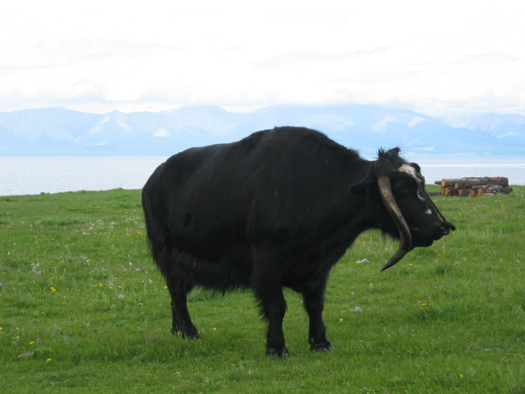 Yak Festival 